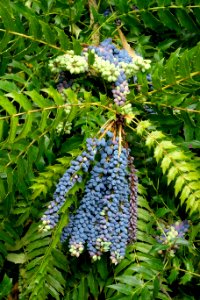 Mahonia - Giardino di Ninfa, Italy - DSC03103
