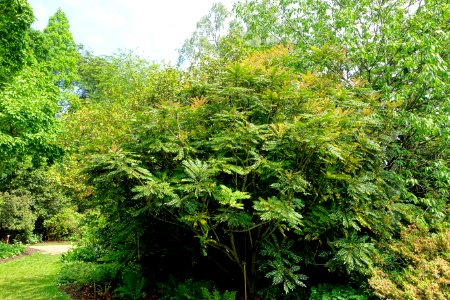 Mahonia oiwakensis - Savill Garden - Windsor Great Park, England - DSC06366