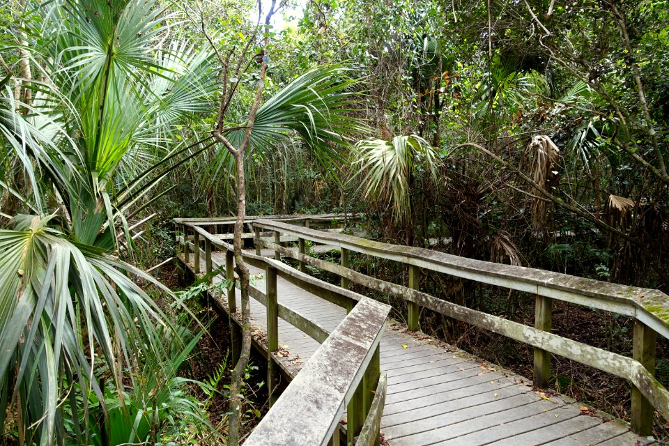 Mahogany Hammock Trail - Everglades National Park - DSC09422