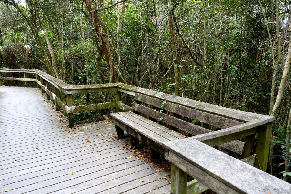 Mahogany Hammock Trail - Everglades National Park - DSC09421