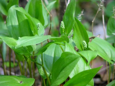 Maianthemum bifolium 5815