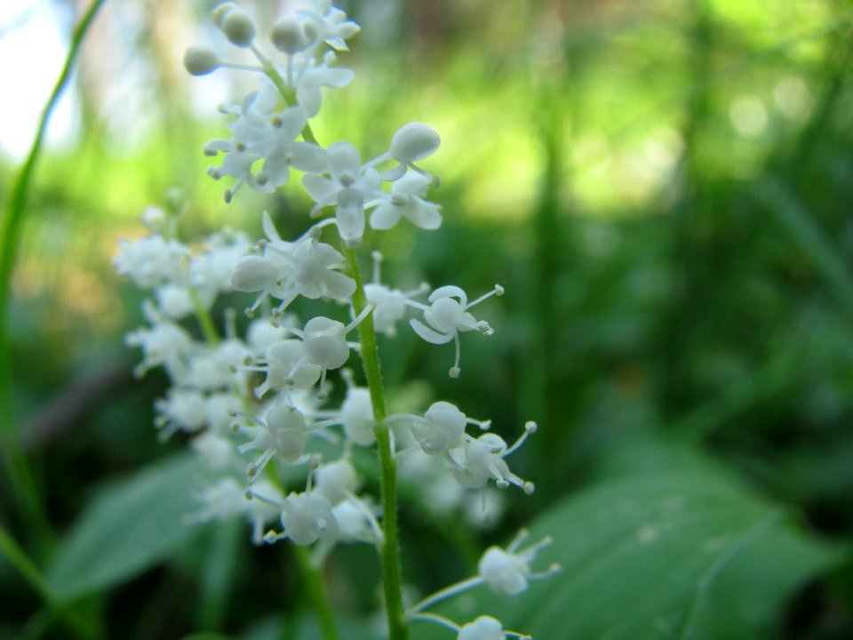 Maianthemum bifolium 6009