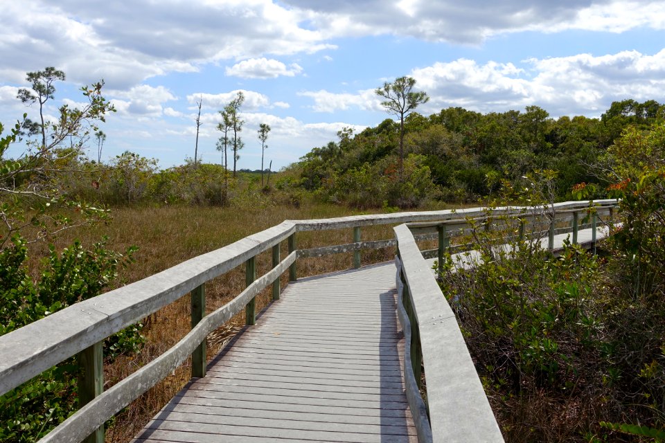 Mahogany Hammock Trail - Everglades National Park - DSC09404