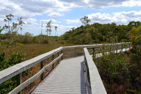 Mahogany Hammock Trail - Everglades National Park - DSC09404