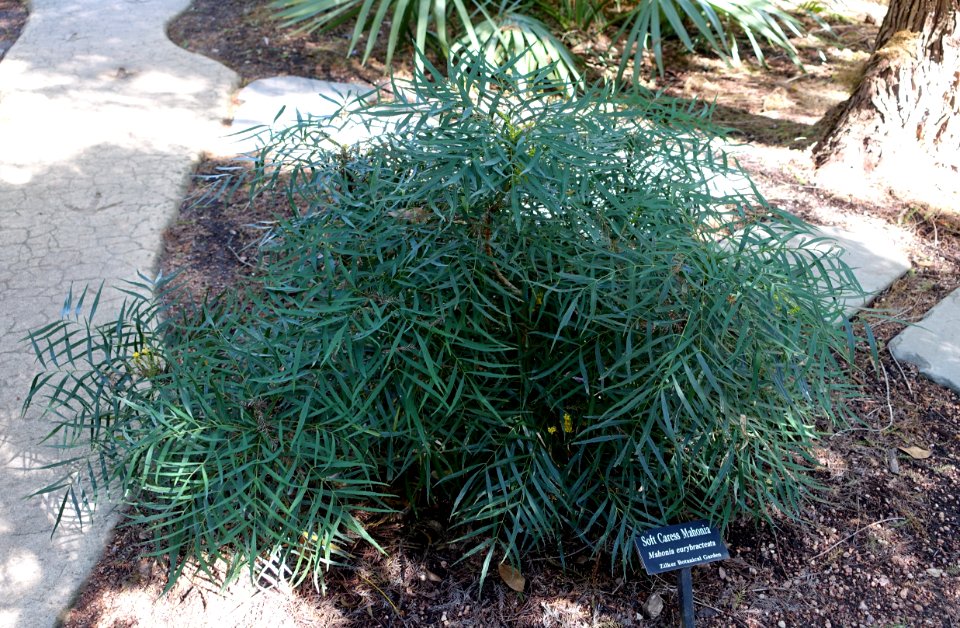 Mahonia eurybracteata - Zilker Botanical Garden - Austin, Texas - DSC08925