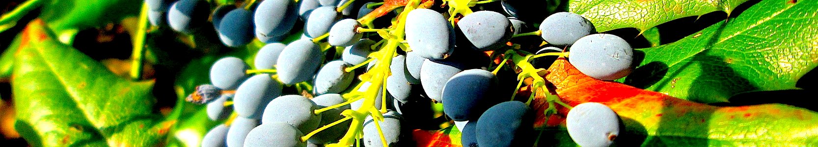 Mahonia aquifolium. Reader