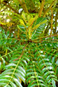 Mahonia oiwakensis - Savill Garden - Windsor Great Park, England - DSC06368