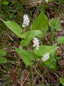 Maianthemum bifolium Oulu, Finland 11.06.2013