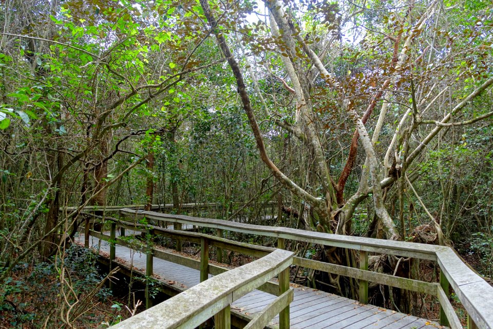 Mahogany Hammock Trail - Everglades National Park - DSC09420