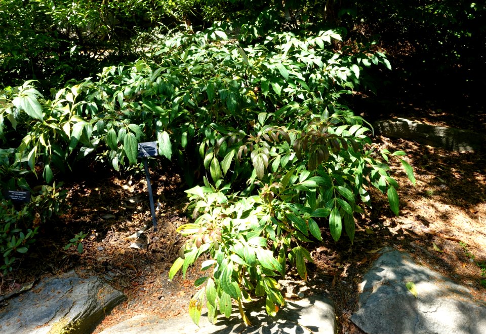 Mahonia gracilipes - VanDusen Botanical Garden - Vancouver, BC - DSC07160