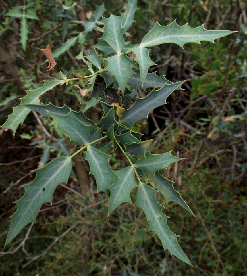 Mahonia nevinii