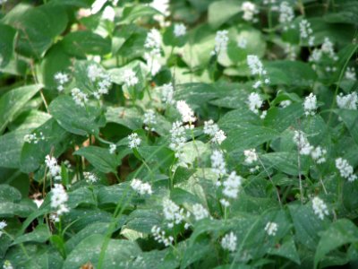 Maianthemum bifolium 6006