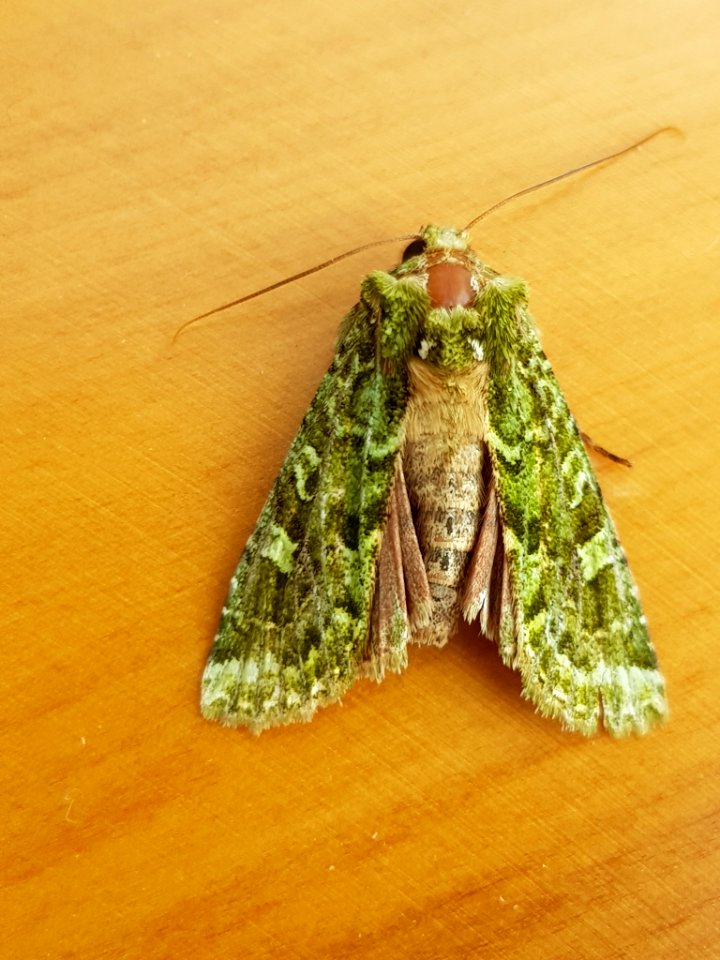 Mahoe-stripper moth by Siobhan Leachman