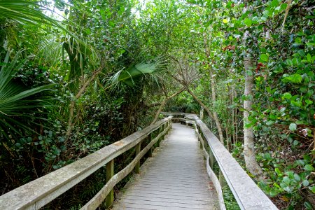 Mahogany Hammock Trail - Everglades National Park - DSC09416