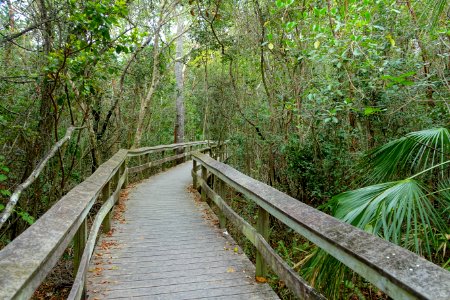 Mahogany Hammock Trail - Everglades National Park - DSC09431