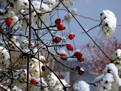 Nature snow red photo