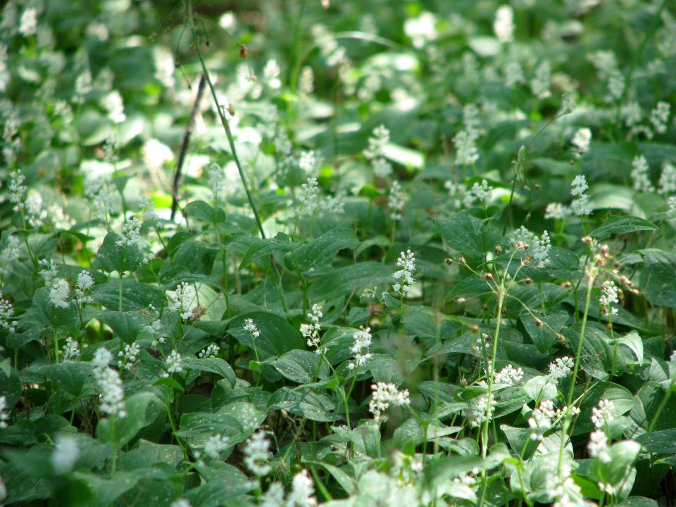 Maianthemum bifolium 6005