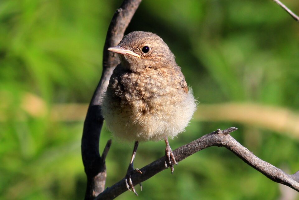 Gray wheatear bird small bird