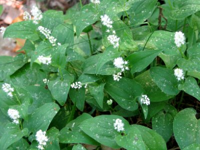 Maianthemum bifolium 6012