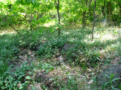Maianthemum bifolium 6004