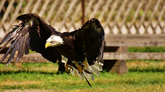 Raptor bald eagle bird of prey photo