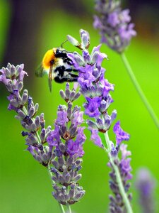 Bumblebee lavender pollination photo