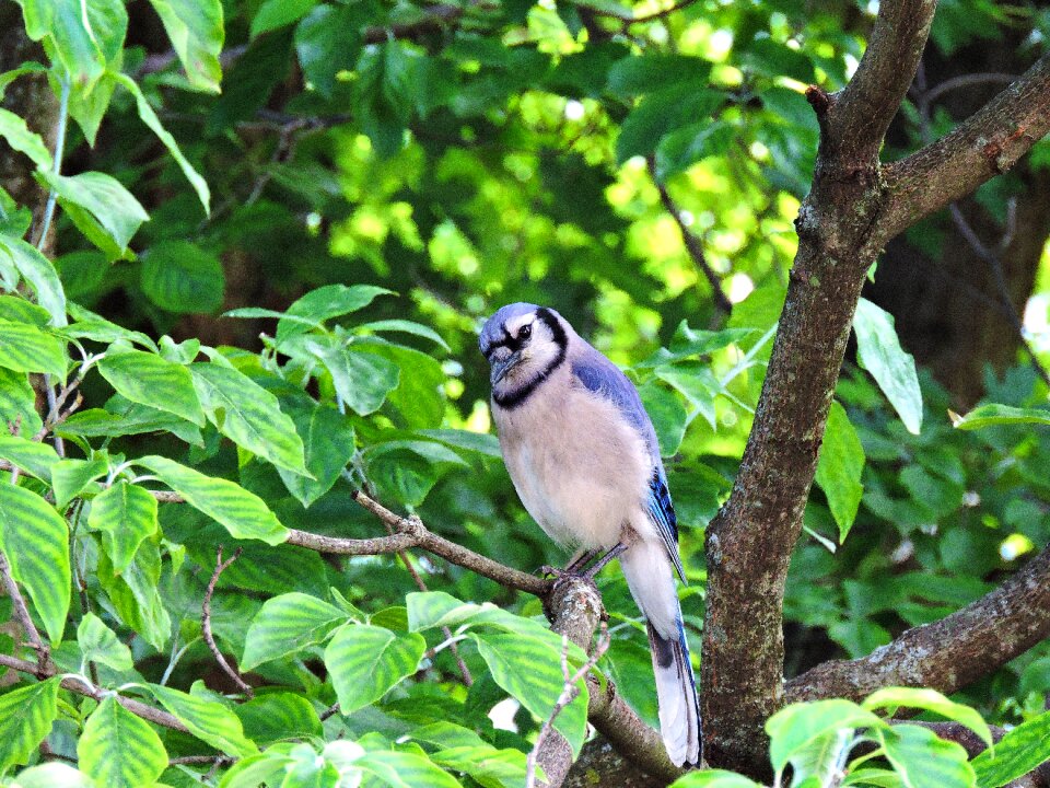 Blue jay blue jays bluejay