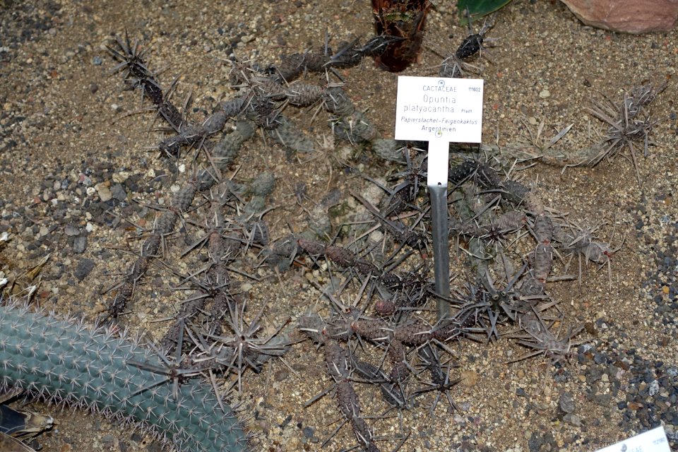 Maihueniopsis darwinii var. hickenii (Opuntia platyacantha) - Botanischer Garten - Heidelberg, Germany - DSC01359