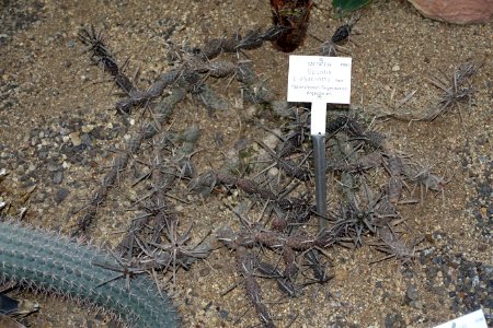 Maihueniopsis darwinii var. hickenii (Opuntia platyacantha) - Botanischer Garten - Heidelberg, Germany - DSC01359