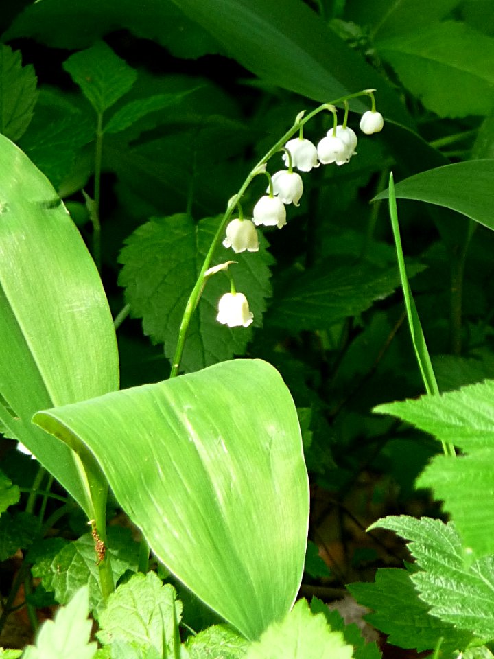 Maigloeckchen Gaißatal