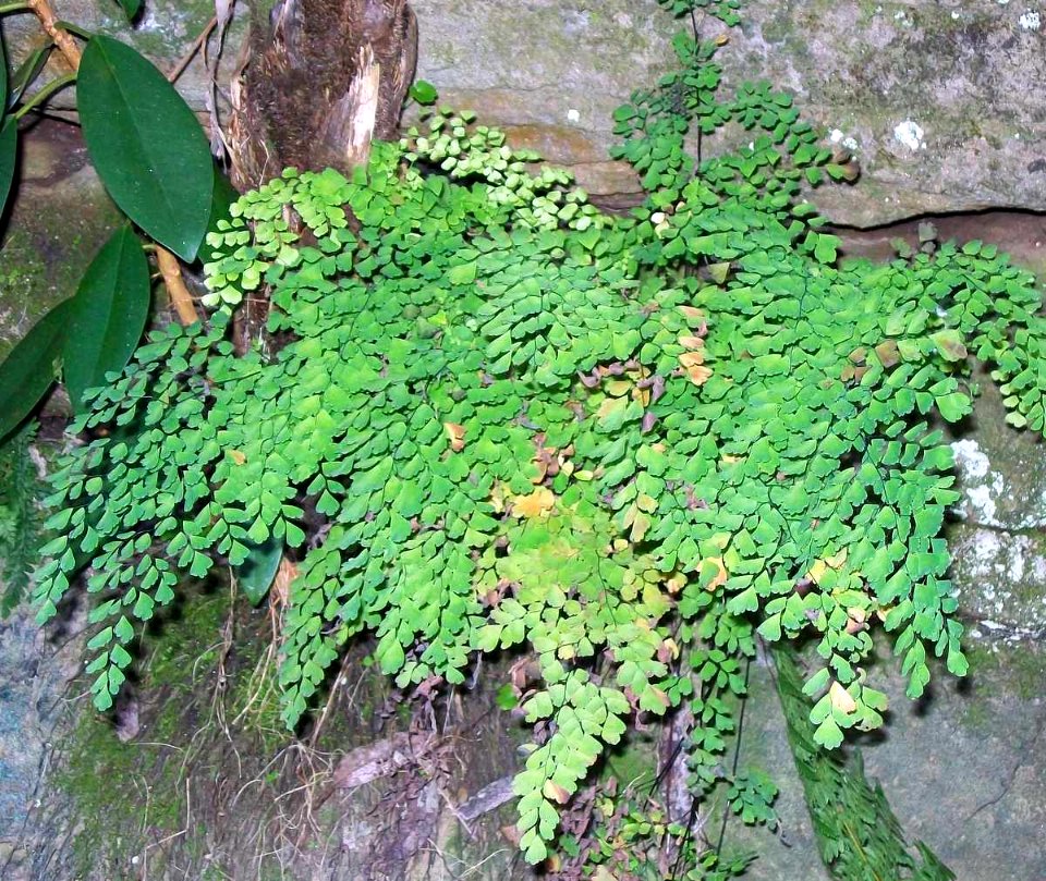 Maidenhair - Chatswood West
