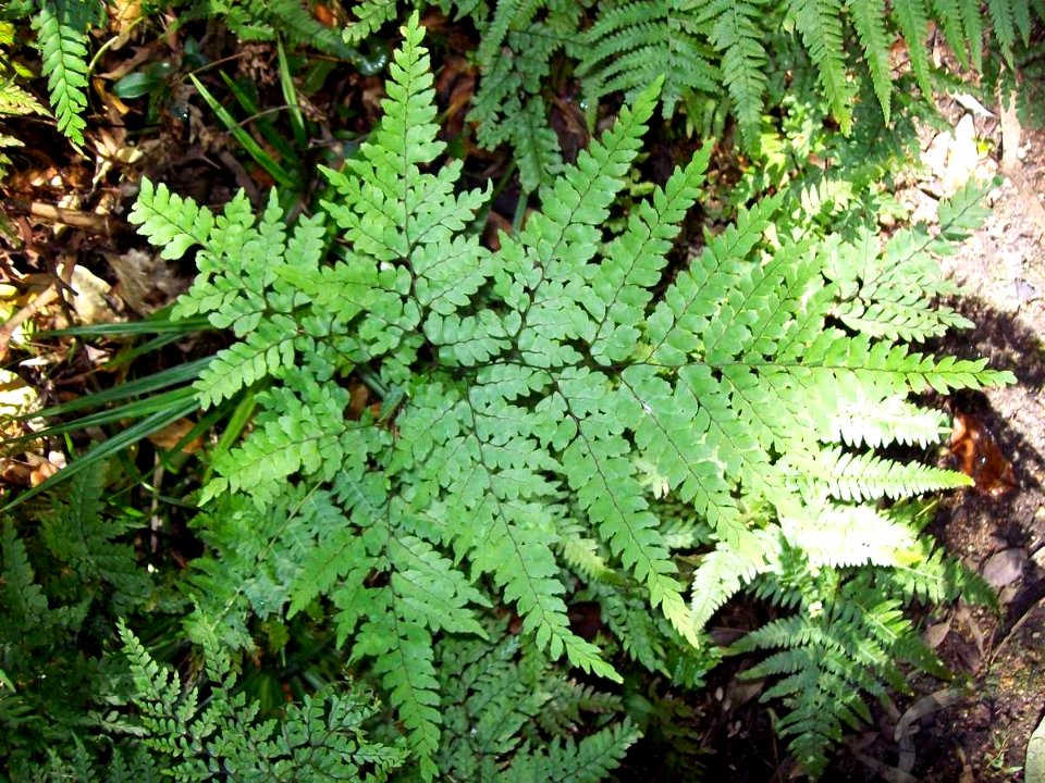 Maidenhair fern - Dee Why