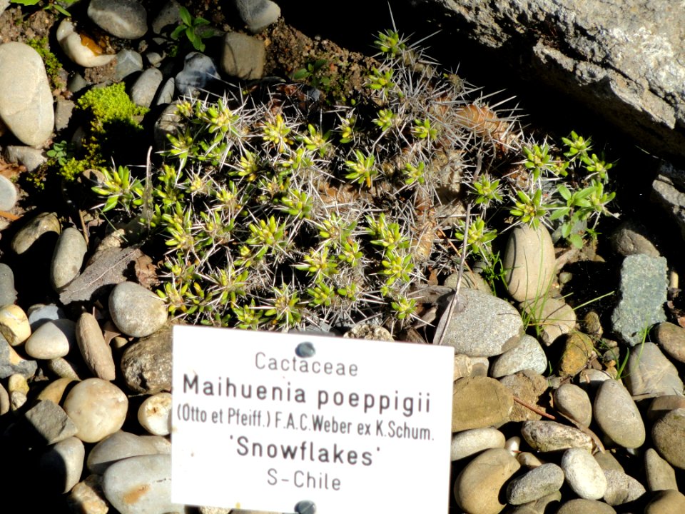 Maihuenia poeppigii - Botanischer Garten, Frankfurt am Main - DSC02520