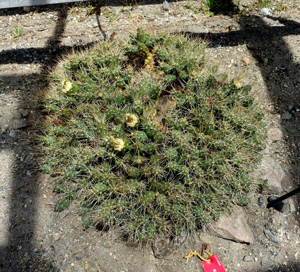 Maihueniopsis aff. ovata - UBC Botanical Garden - Vancouver, Canada - DSC08335