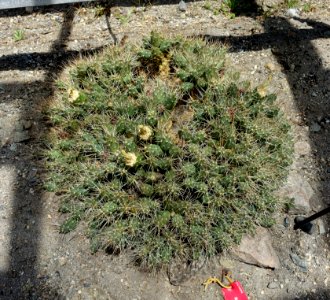 Maihueniopsis aff. ovata - UBC Botanical Garden - Vancouver, Canada - DSC08335