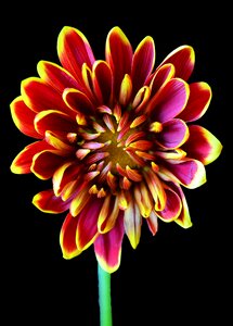 Maroon floral flower