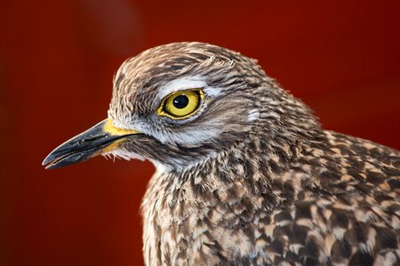 Wading bird beak avian
