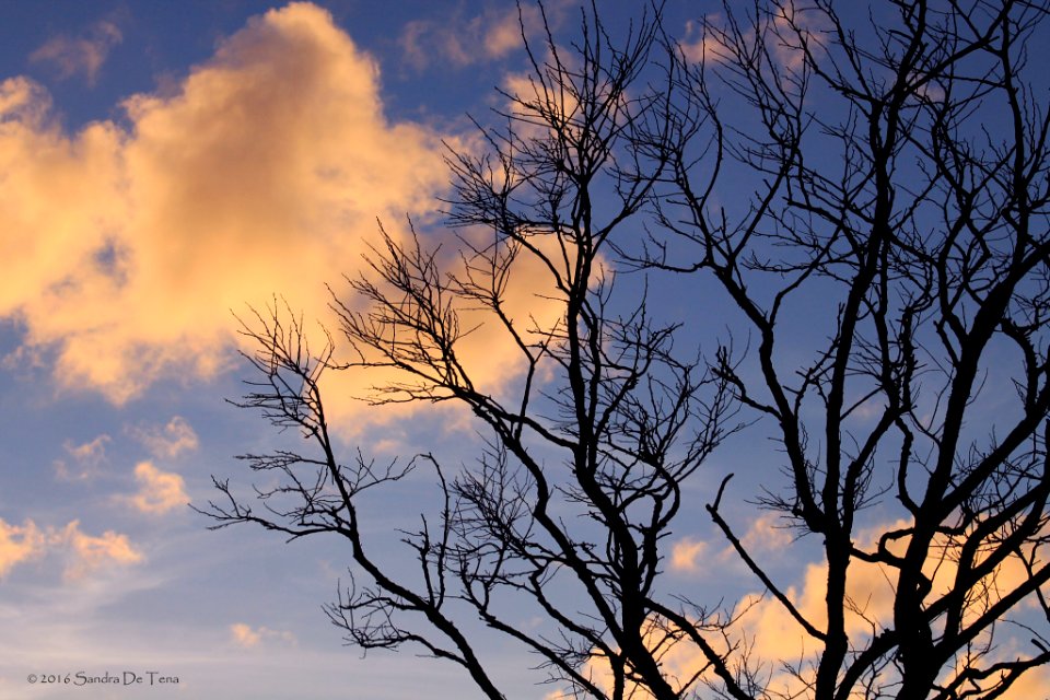 Magic Tree (146427335)