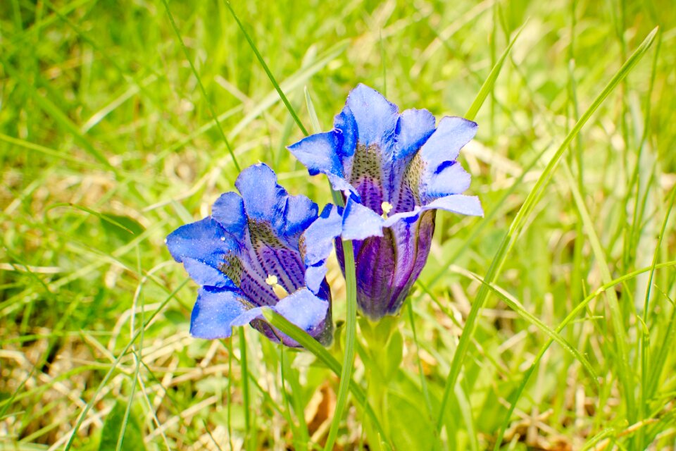 Alpine gentian gentians flower
