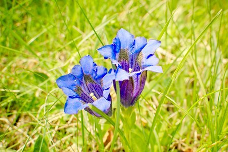 Alpine gentian gentians flower