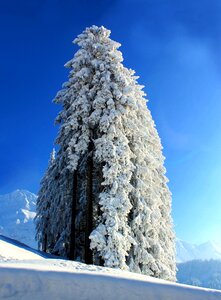 Tree winter cold
