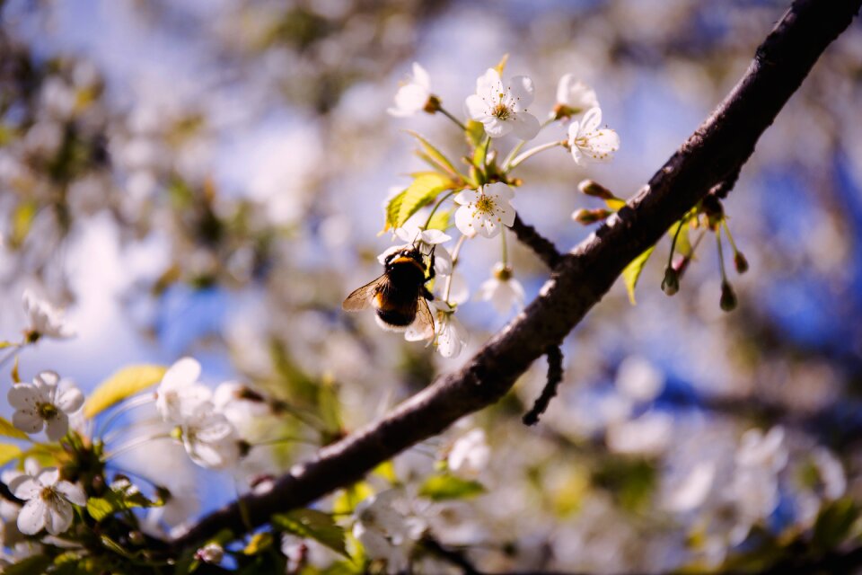 Nature pollination spring
