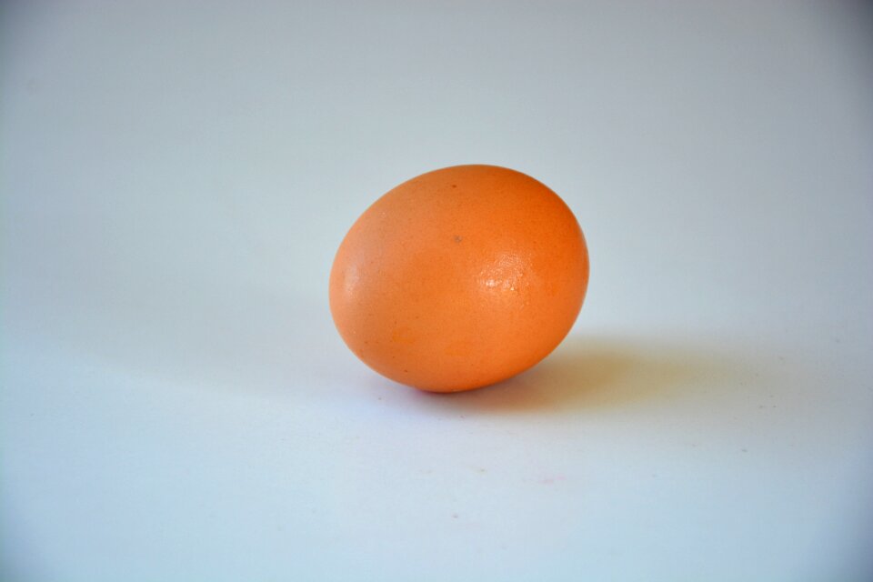 Blue chicken blue egg blue eggs