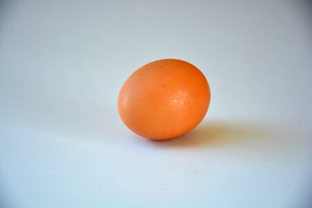 Blue chicken blue egg blue eggs