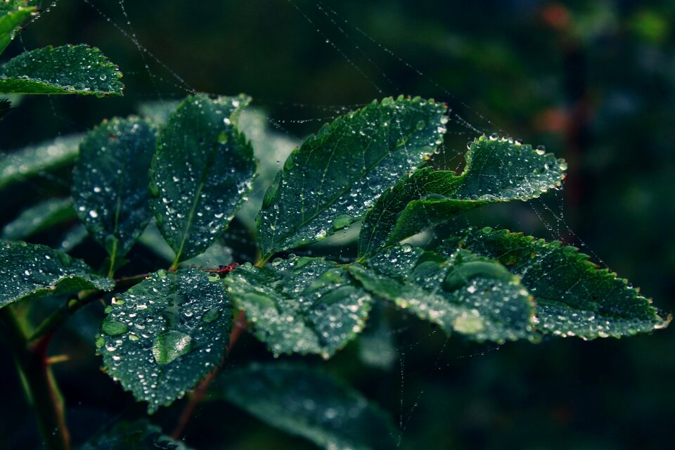 Nature forest flora