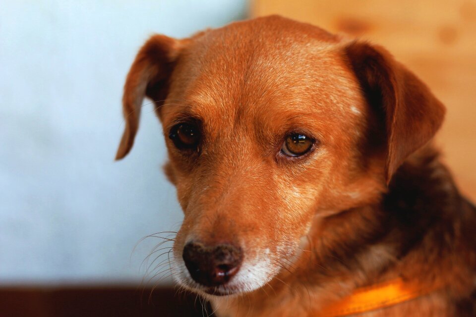 Pet small dog whiskers
