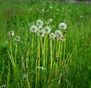 Pointed flower field dandelion meadow photo