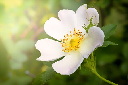 Plant flowers nature