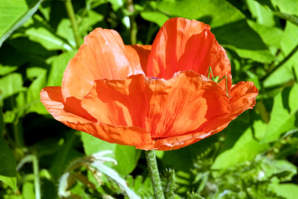 Bloom bloom orange