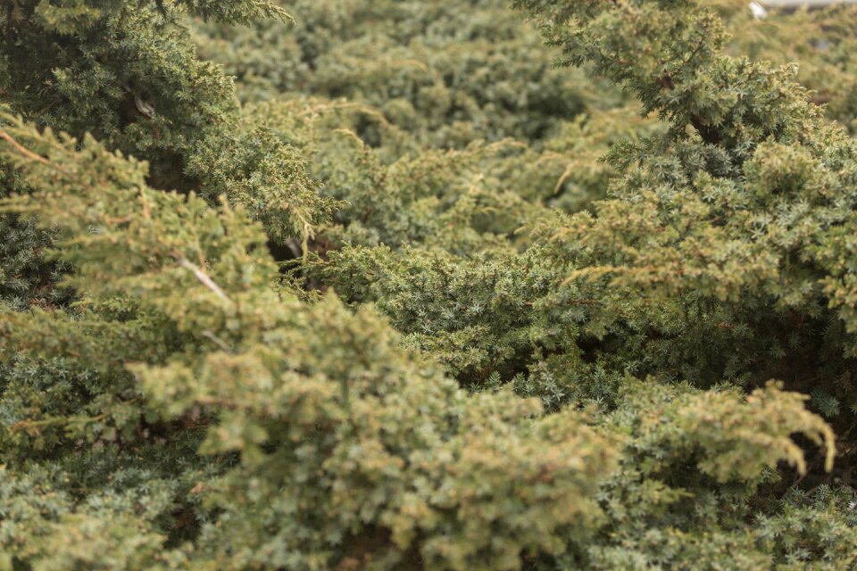 Green juniper vegetation